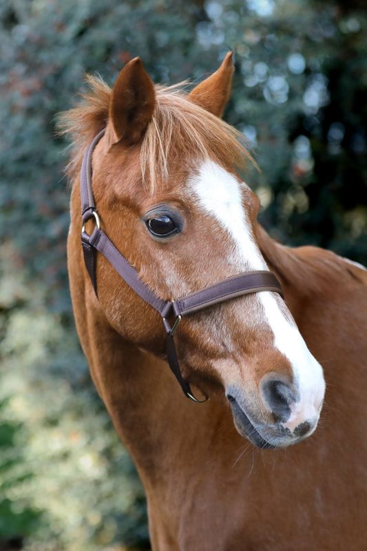 Grime Dublin Brown/Brown