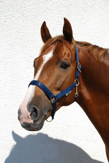 Hovedbilde Grime Dublin Navy