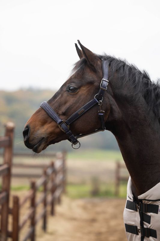 KLNeville Leather Halter