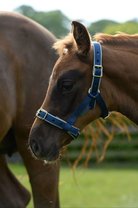 Grime Dublin Navy/Silver