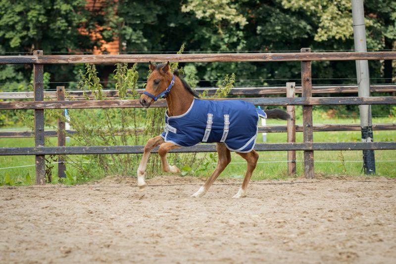 Foal Turnout 50g