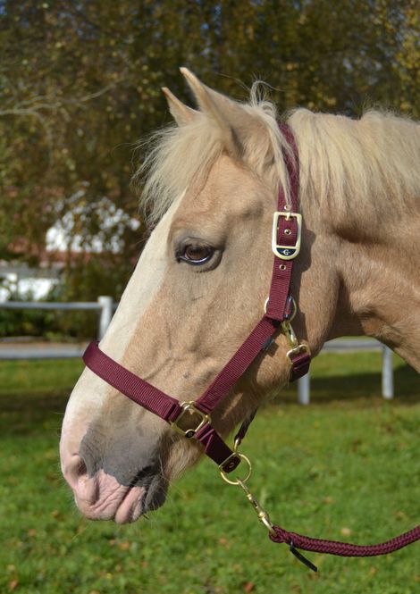 Hovedbilde Covalliero  Grime Classy Merlot
