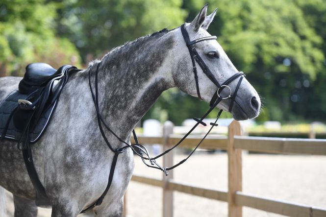 Hovedbilde Martingal Heimer Svart/Sølv